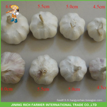 Nouvelle récolte Fresh Normal Ail blanc 5.0cm Petit emballage 500g / Sac En 10kg / Carton